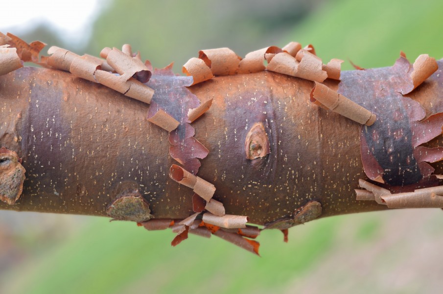 Paperbark Maple Acer griseum Twig Closeup