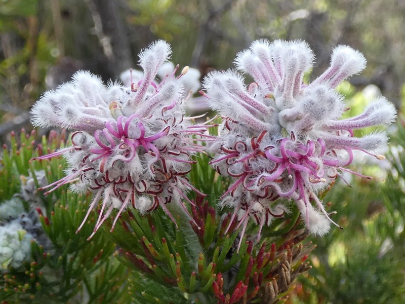 Paranomus abrotanifolius Potberg 01