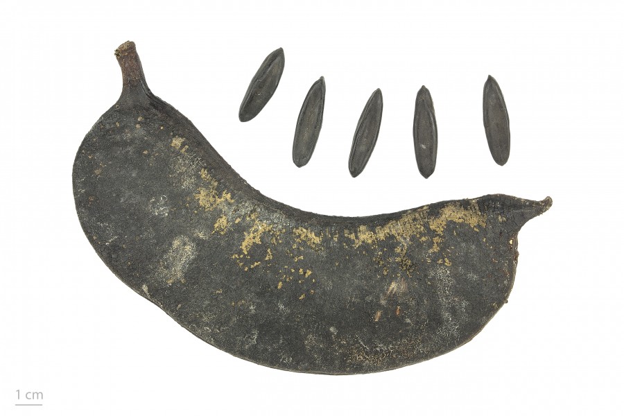 Parkia multijuga MHNT.BOT.2017.10.24