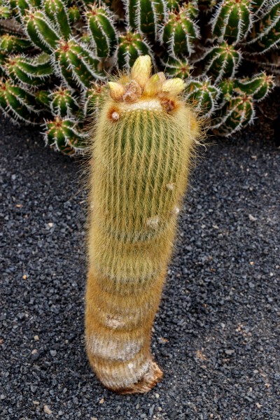 Parodia leninghausii 01