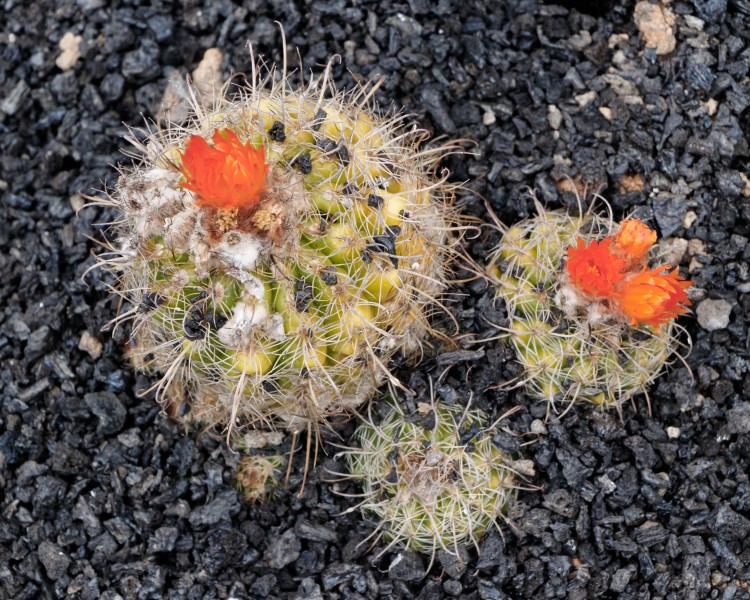 Parodia maassii 01