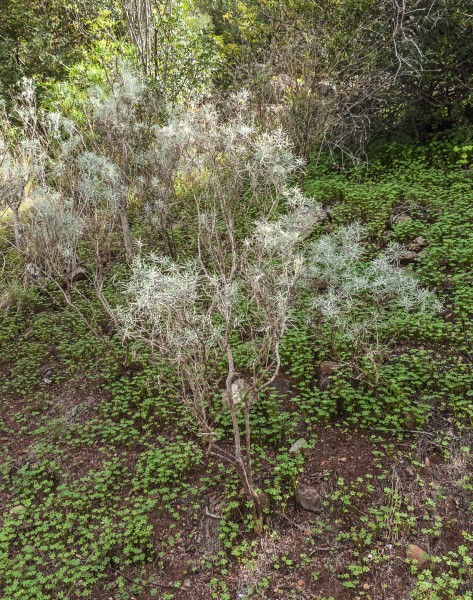 Parolinia platypetala - Jardín Botánico Canario Viera y Clavijo - Gran Canaria