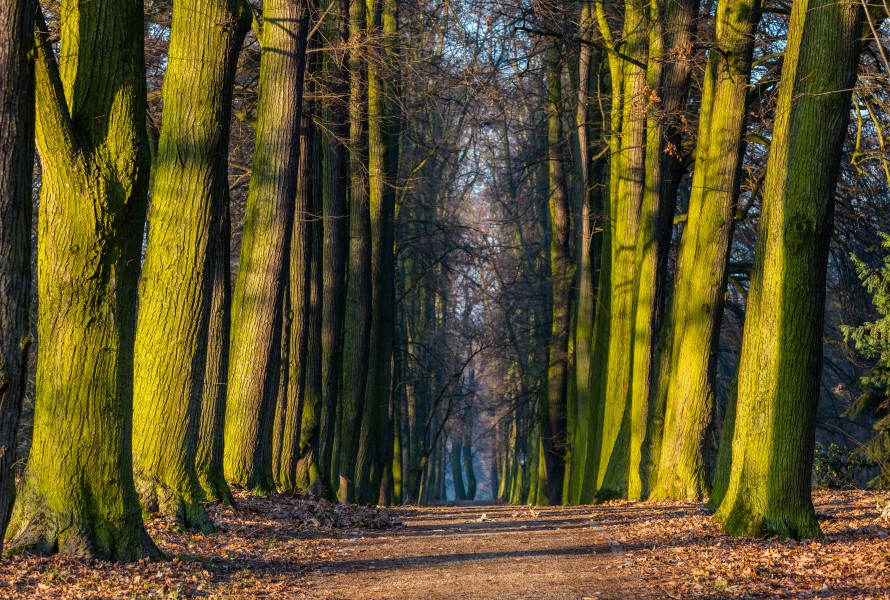 Parque del castillo de Goluchow, Polonia, 2016-12-21, DD 29