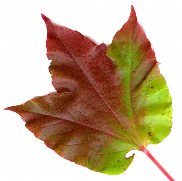 Parthenocissus tricuspidata 03