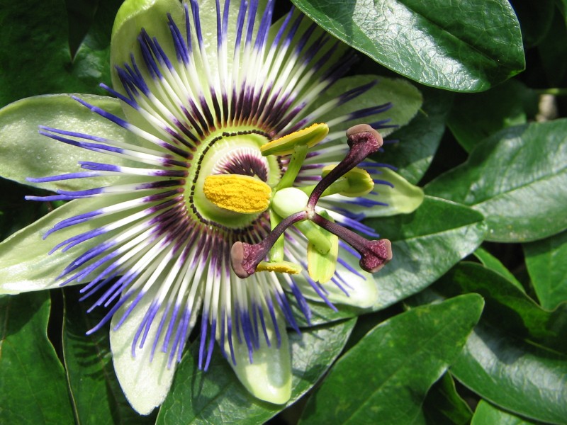 Passiflora caerulea (07 2005)