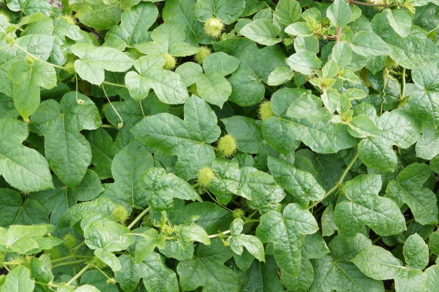 Passiflora foetida 03755