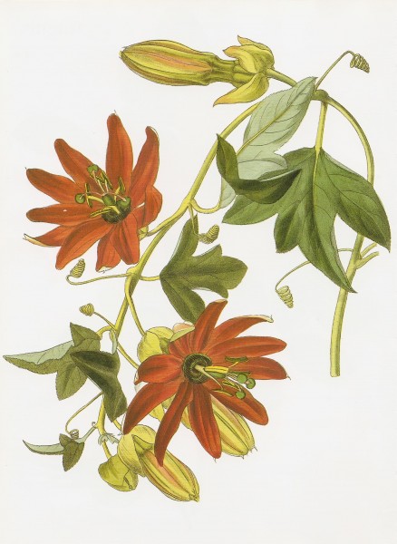 Passiflora manicata RHS