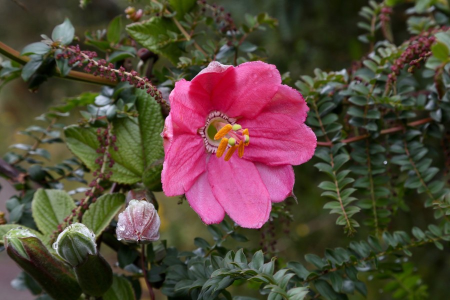 Passiflora mixta flower