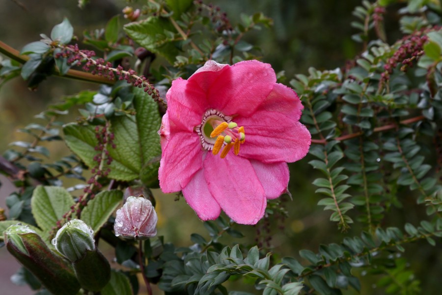 Passiflora mixta flower