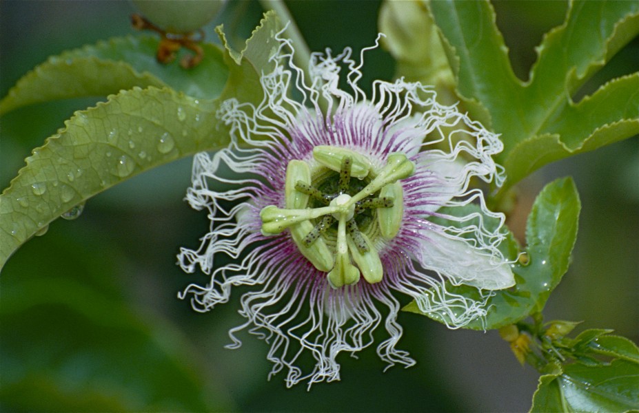 Passion Flower (Passiflora edulis) (9654326191)