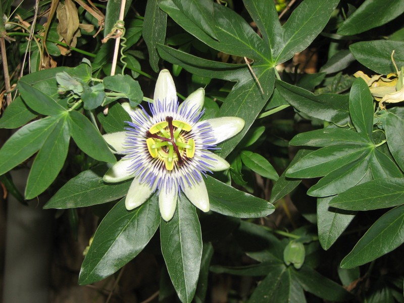 Passion fruit flower Jerusalem