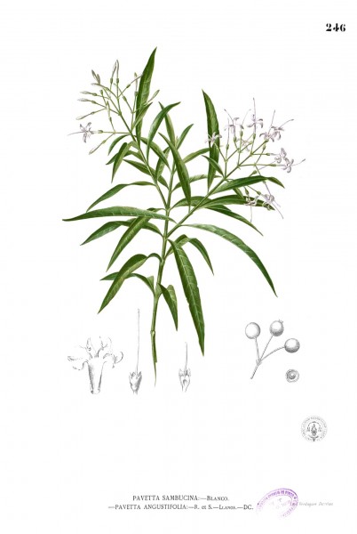 Pavetta membranacea Blanco2.246