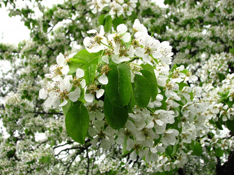Pear blossom (Pyrus) 01