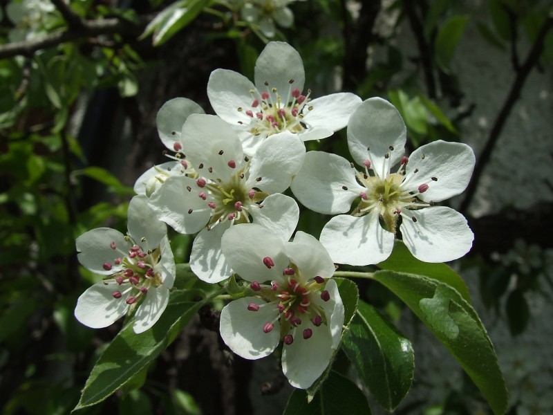 Pear blossoms