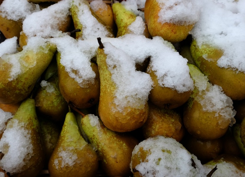 Pears covered in snow at Marché de Boitsfort (Belgium)