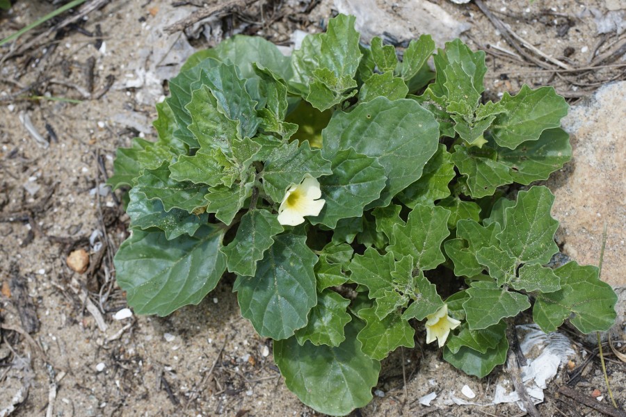 Pedalium murex 5226