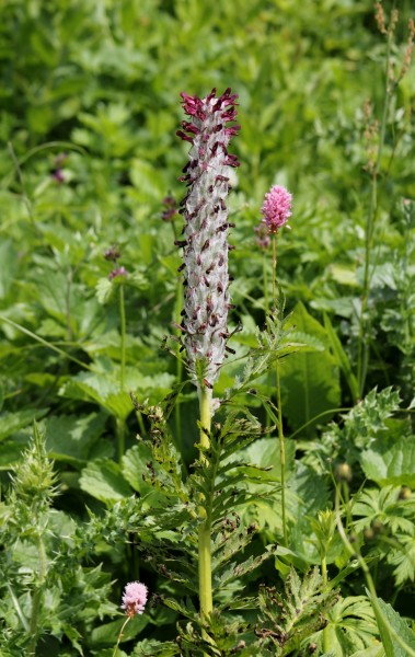 Pedicularis atropurpurea
