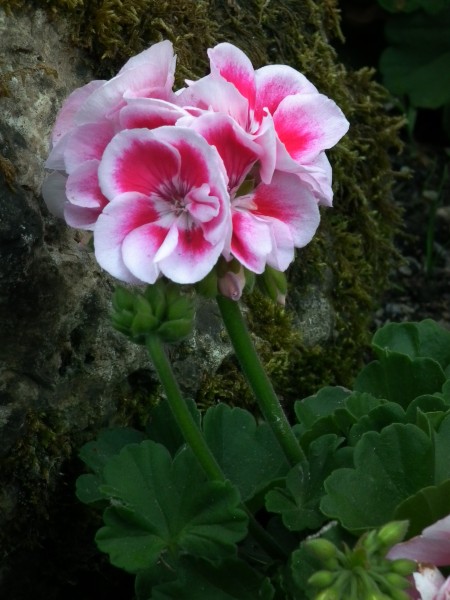Pelargonienblüte Mannheim