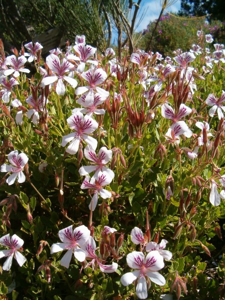 Pelargonium betulinum KirstenboschBotGard09292010A