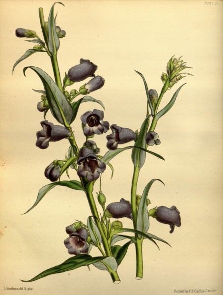 Penstemon gentianoides Paxton 071