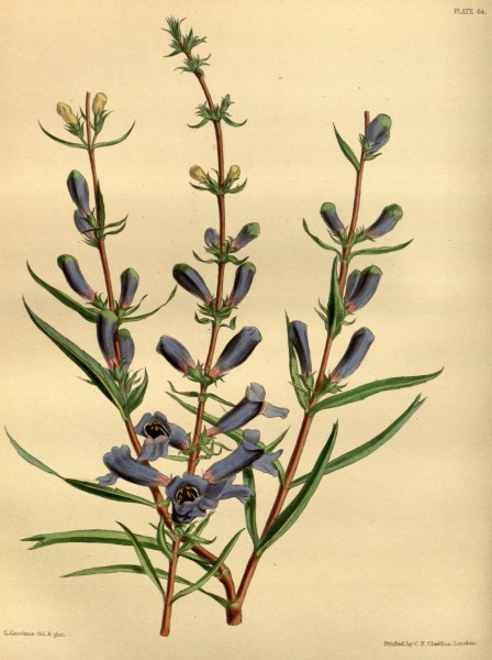 Penstemon heterophyllus Paxton 064