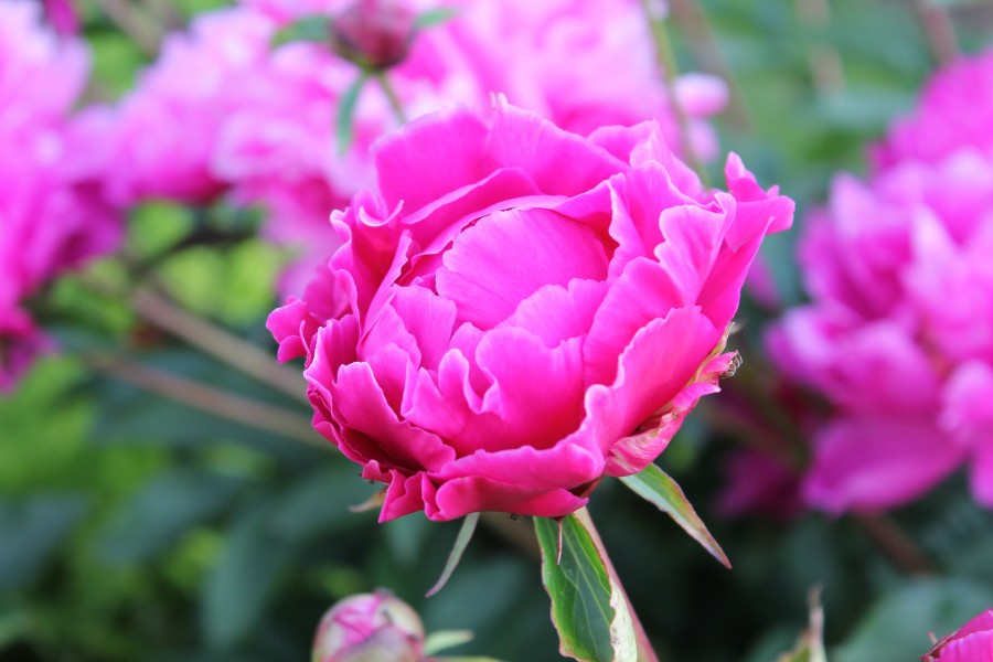 Peonia 023