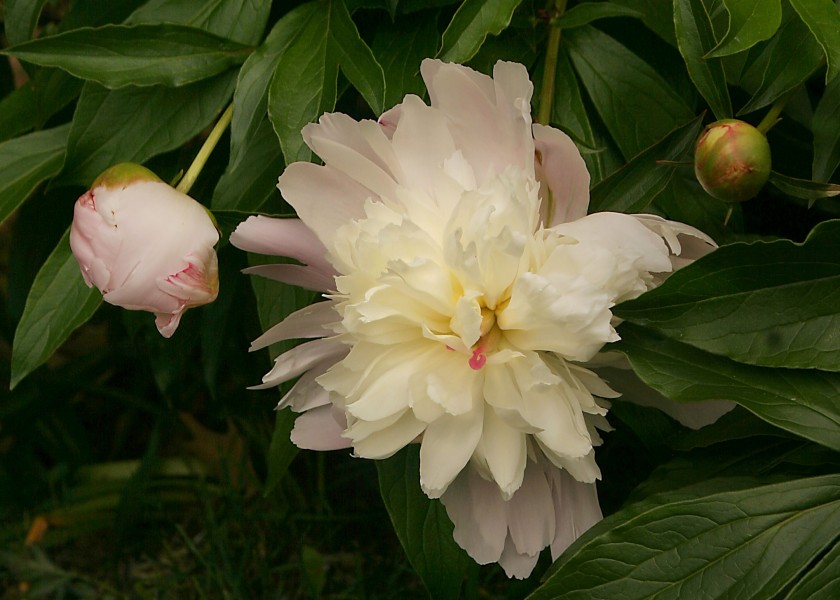 Peony2010