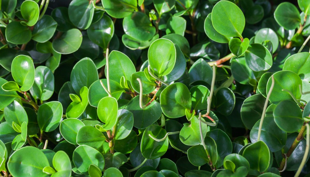 Peperomia obtusifolia, Conservatorio botánico, Fort Wayne, Indiana, Estados Unidos, 2012-11-12, DD 01