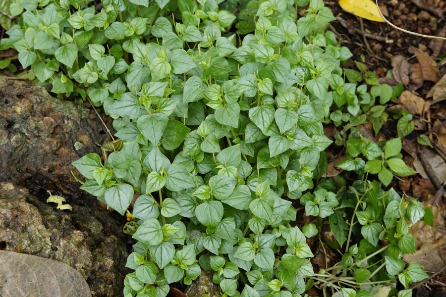Peperomia pellucida 6849