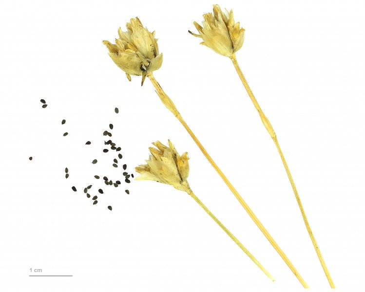 Petrorhagia prolifera MHNT.BOT.2012.10.22