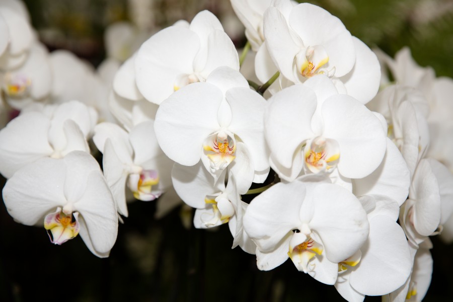 Phalaenopsis hybrid Heide - Internationale Orchideen- und Tillandsienschau Blumengärten Hirschstetten 2016