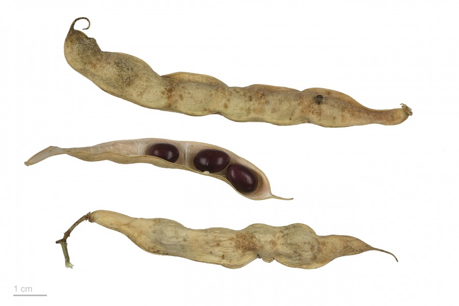 Phaseolus vulgaris MHNT.BOT.2016.24.73