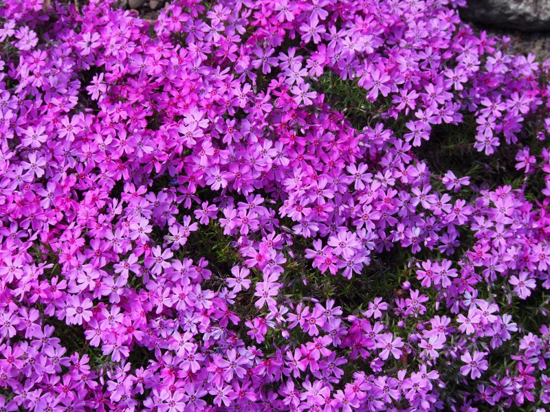 Phlox subulata Floks szydlasty 2017-05-01 01