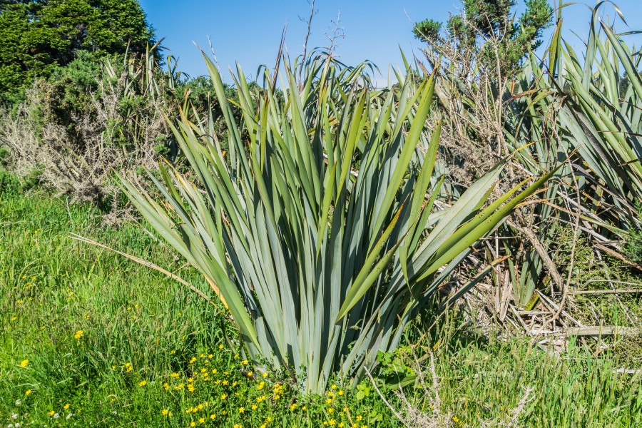Phormium cookianum in Westland NP 01
