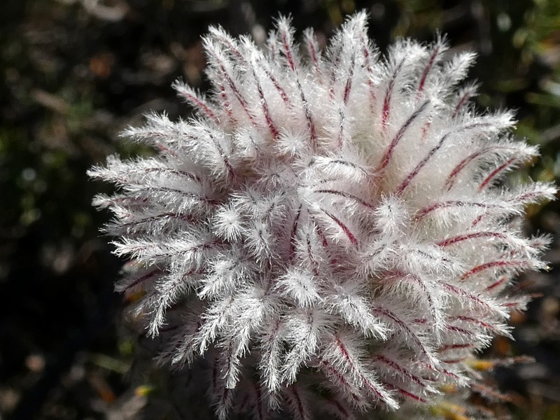 Phylica sp. 1, Middelberg Pass