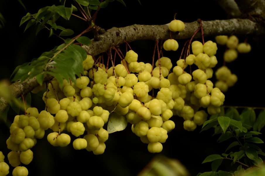 Phyllanthus acidus fruits JEG9349