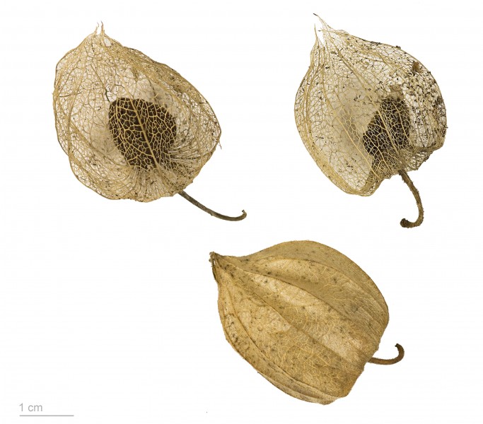 Physalis peruviana MHNT.BOT.2008.1.50