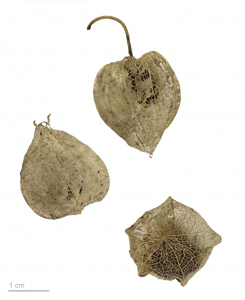 Physalis pubescens MHNT.BOT.2008.1.51