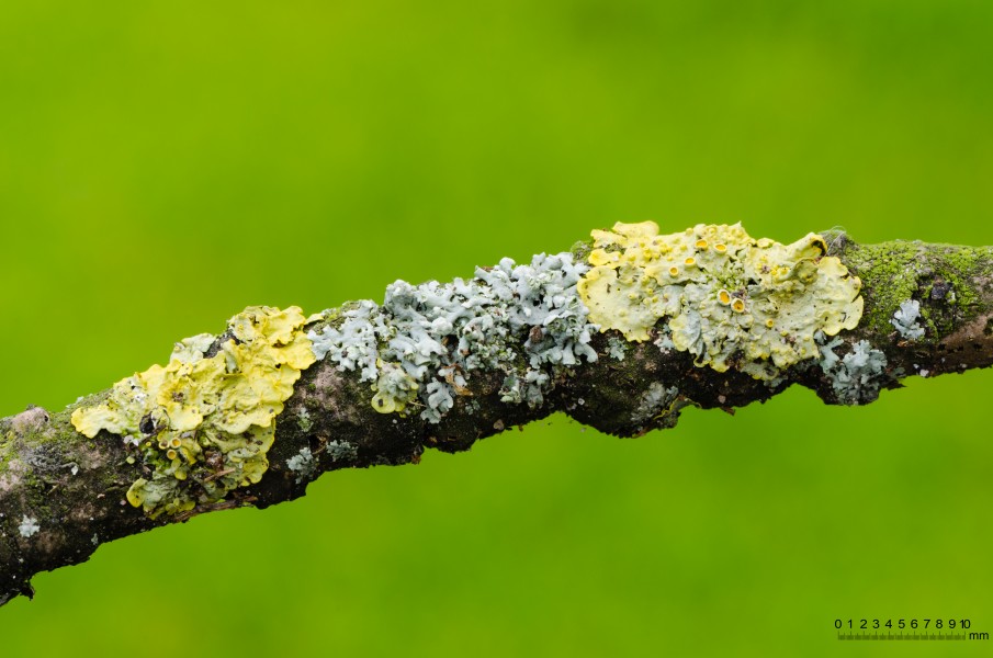 Physcia stellaris together with Xanthoria parietina - on a branch of an ash tree - Fraxinus excelsior - 02