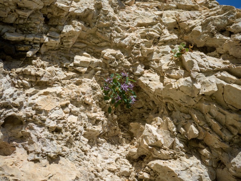 Physoplexis comosa ot sgrinfles dl malan Teufelskralle tl crëp de Stevia Gherdëina