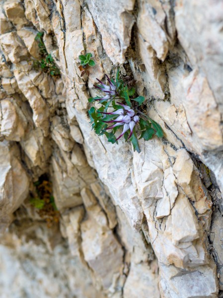 Physoplexis comosa sgrinfles dl malan Teufelskralle Stevia Gherdëina