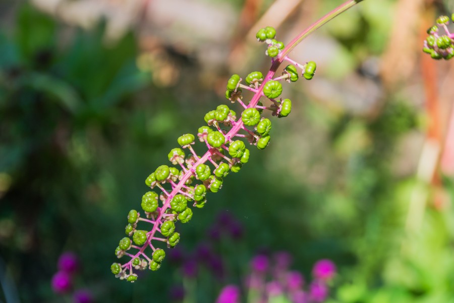 Phytolacca decandra in Jardin botanique de la Charme 01