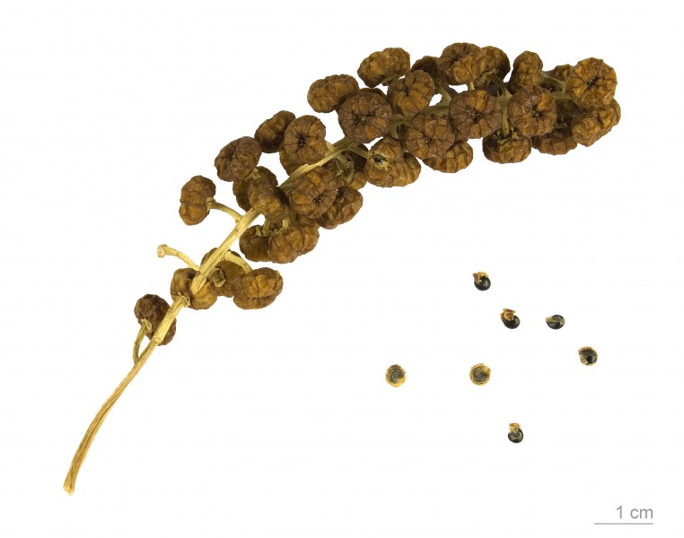 Phytolacca dioica MHNT.BOT.2009.13.32