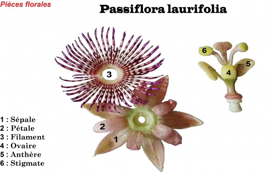 Pièces florales, fleur de passiflore