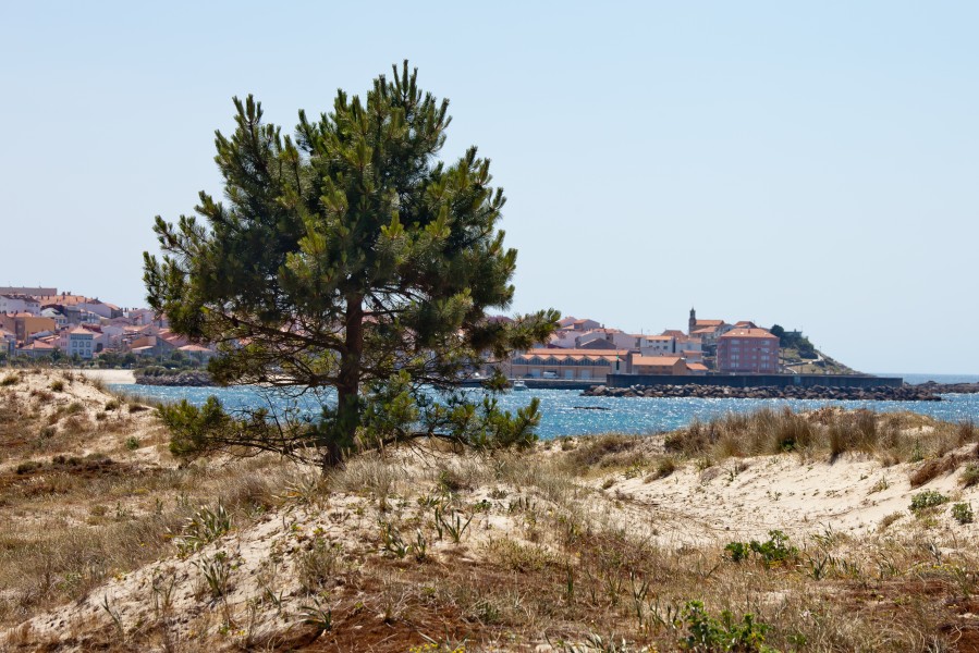 Piñeiro - Porto do Son 2011-05-27