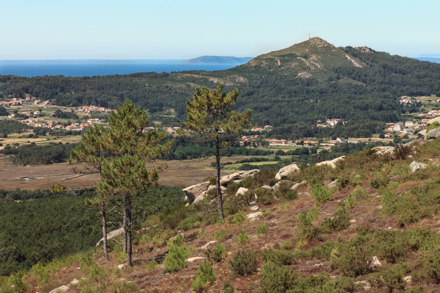 Piñeiros dende o miradoiro da Pedra da Ra. Ribeira. Galiza R26