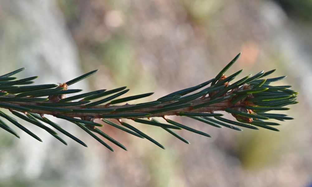 Picea abies 'Frohburg' (2008-087-A) High