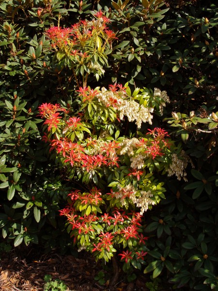 Pieris formosa