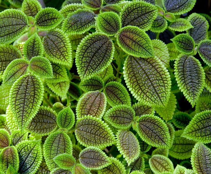 Pilea involucrata, Jardín Botánico, Múnich, Alemania 2012-04-21, DD 02