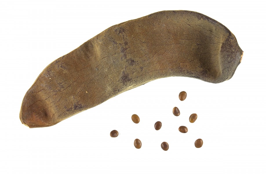 Piliostigma thonningii MHNT.BOT.2016.12.17